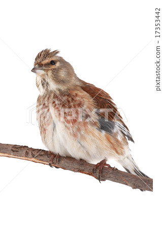 linnet linnet 17353442