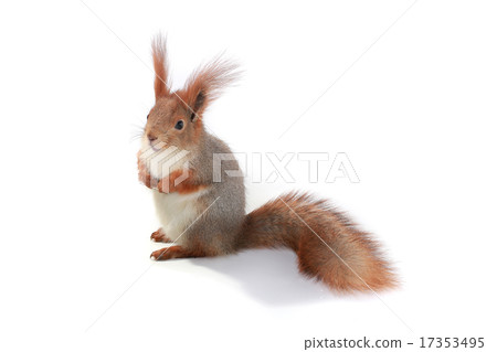 squirrel, 17353495