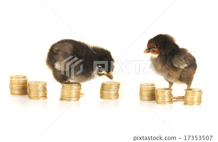 chick chick 17353507