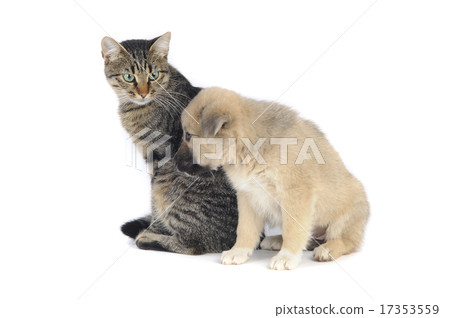 cat and dog 17353559