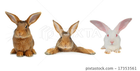 Brown Rabbit Brown Rabbit 17353561