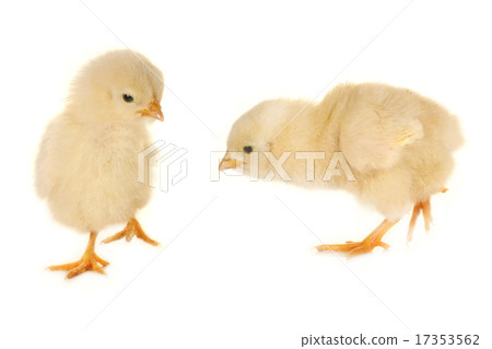 chick chick 17353562