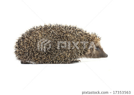 hedgehog hedgehog 17353563