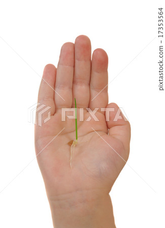 children's hand children's hand 17353564
