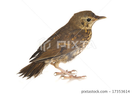 song thrush 17353614