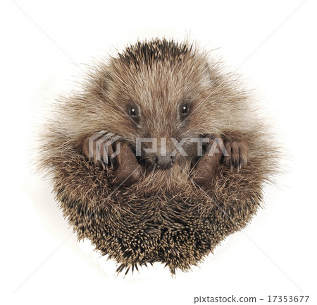 Hedgehog 17353677