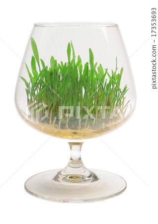 plant plant 17353693