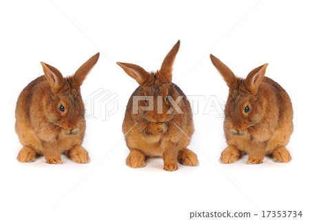 Brown Rabbits 17353734