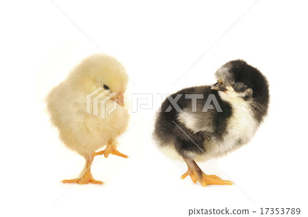 two chick two chick 17353789