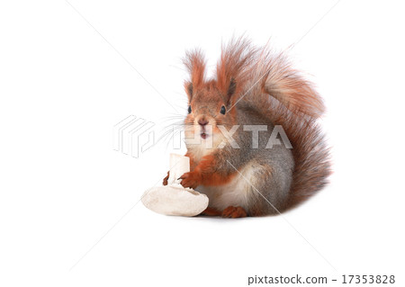 squirrel 17353828