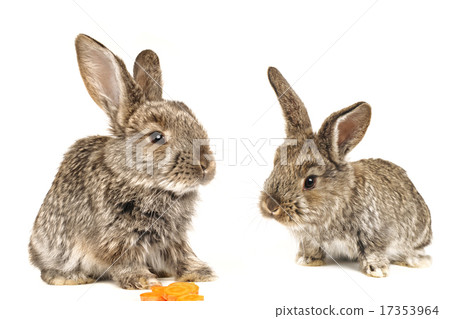 grey rabbit 17353964