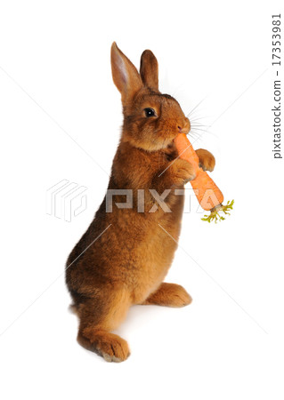 brown rabbit brown rabbit 17353981