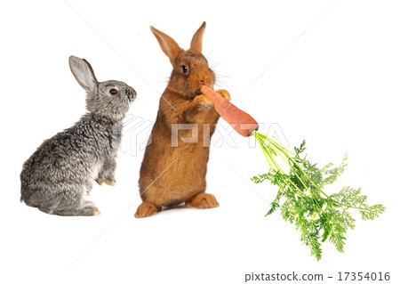 rabbit rabbit 17354016