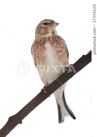 linnet 17354229