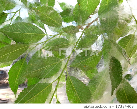 Poplar 17354402