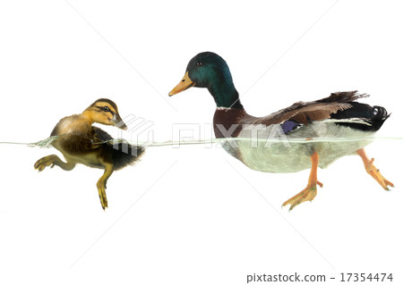 wild duck 17354474