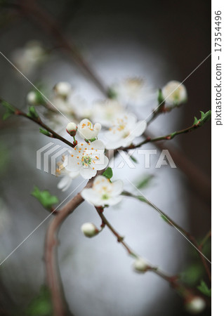 blossoming tree of a pear 17354496