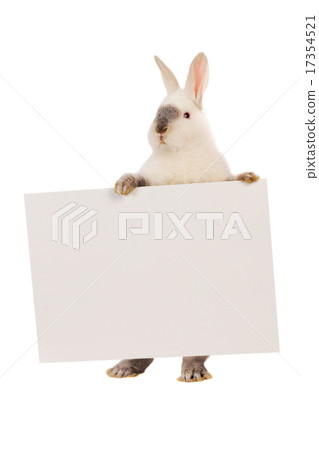Rabbit 17354521