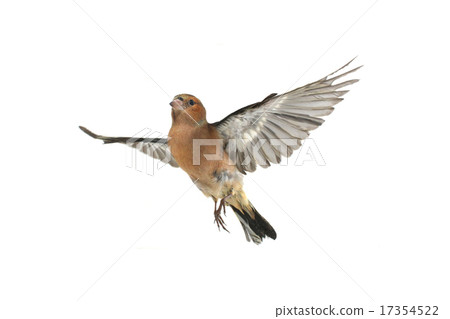 chaffinch 17354522