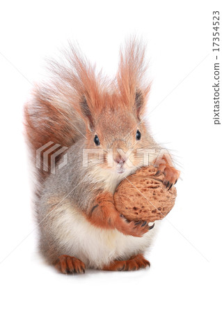 squirrel 17354523