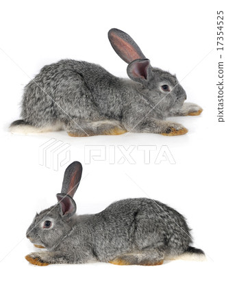 grey rabbit grey rabbit 17354525