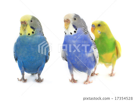 budgie 17354528
