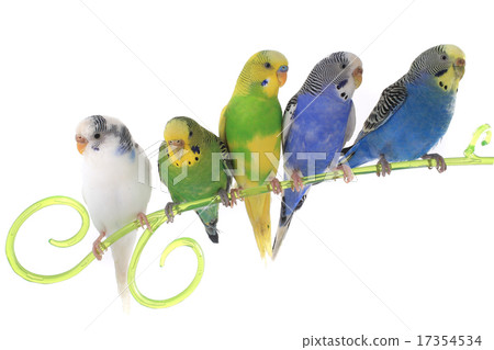 budgie budgie 17354534