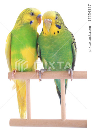 budgie budgie 17354537