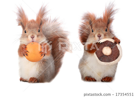 squirrel squirrel 17354551
