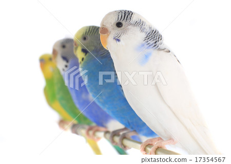 budgie budgie 17354567