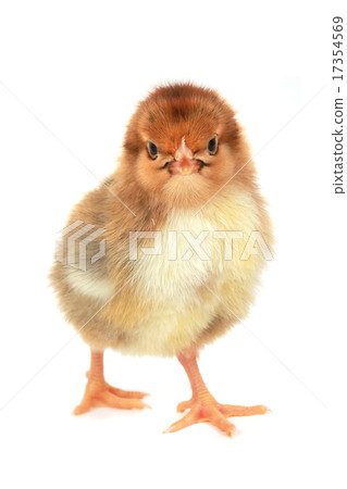 yellow chicken yellow chicken 17354569