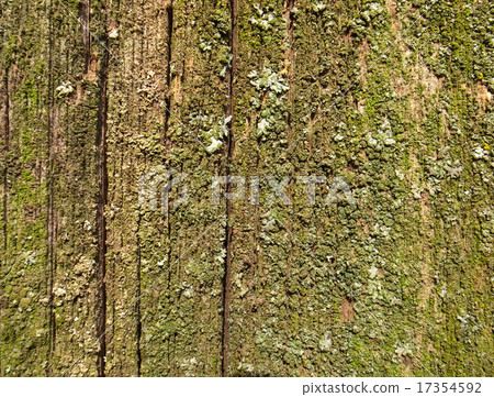 texture texture 17354592