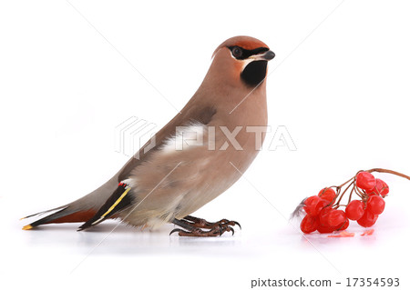 Bohemian Waxwing Bohemian Waxwing 17354593