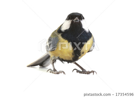 titmouse titmouse 17354596