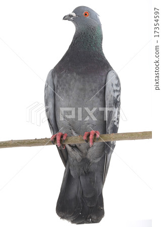 grey dove grey dove 17354597