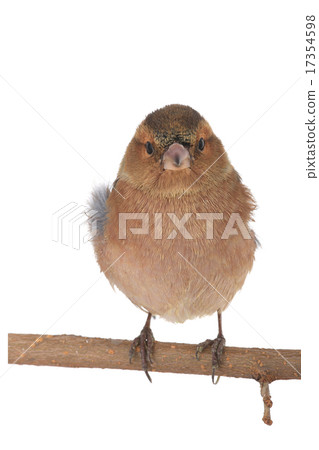 chaffinch 17354598