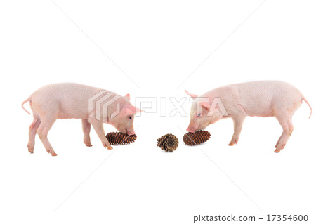 pig pig 17354600