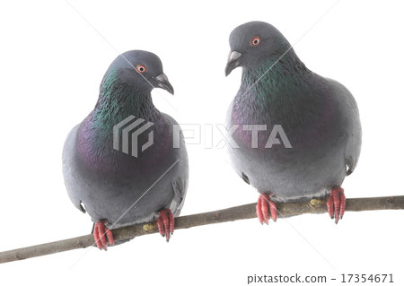 dove 17354671