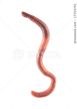 worm 17354702