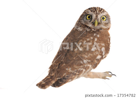 owl 17354782