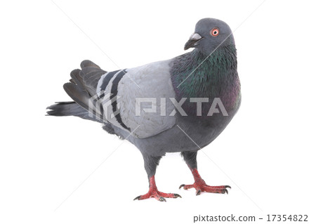 dove dove 17354822