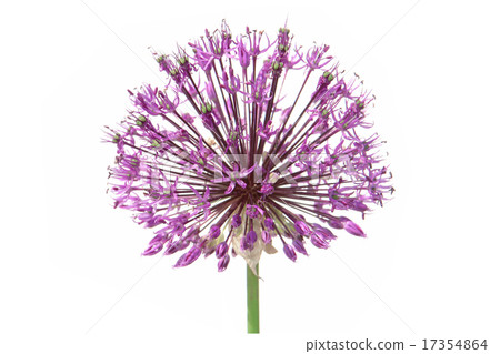 Purple alium onion Purple alium onion 17354864