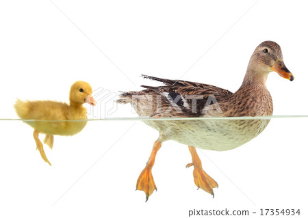 duck 17354934