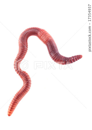 worm 17354937
