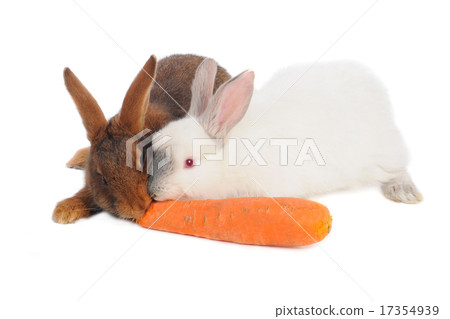 rabbit rabbit 17354939