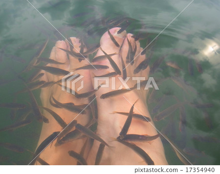 fish 17354940