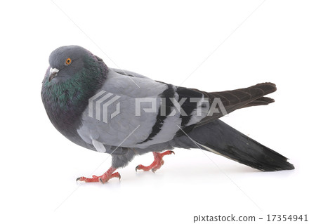 dove dove 17354941