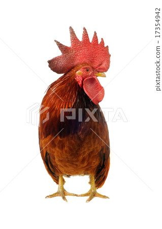 thoroughbred brown cock thoroughbred brown cock 17354942