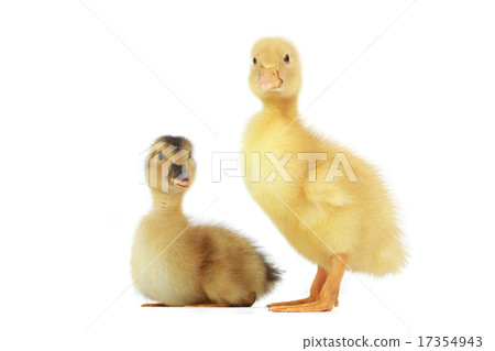 duck duck 17354943