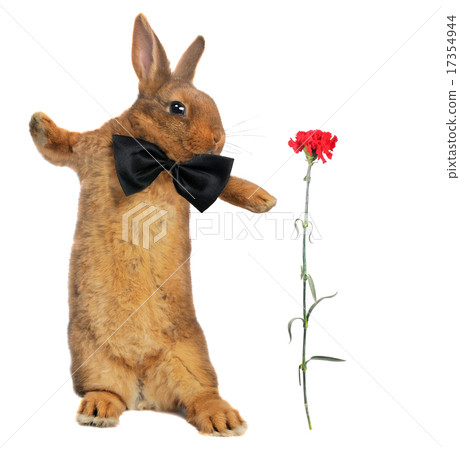 rabbit rabbit 17354944